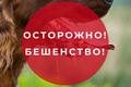 Бешенство: профилактика и меры предосторожности