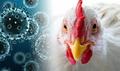 Птичий грипп. О симптомах и профилактике